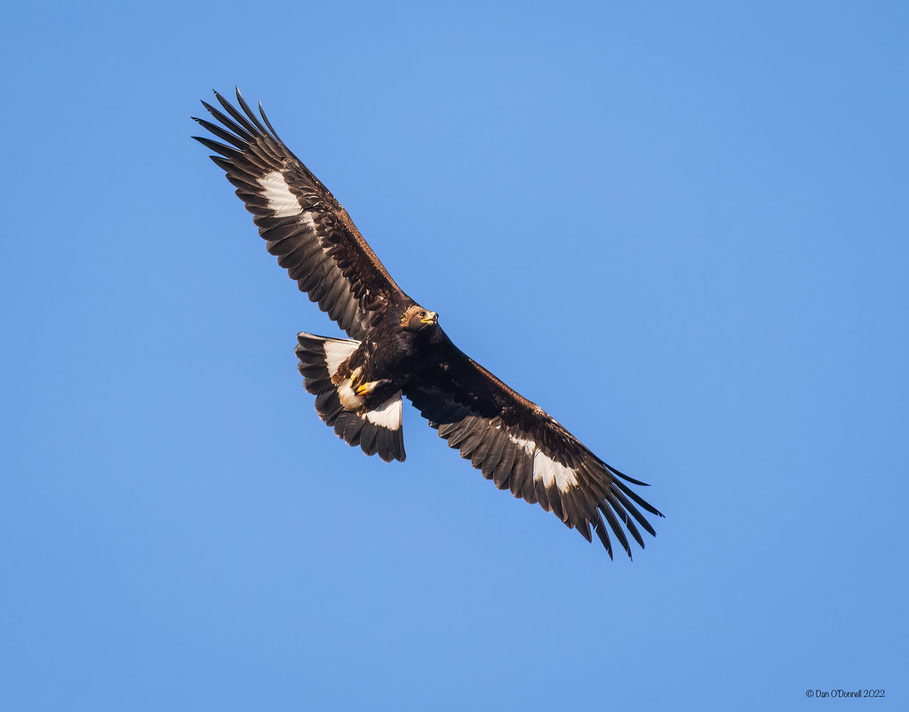 Immature golden eagle djodcolo Flickr
