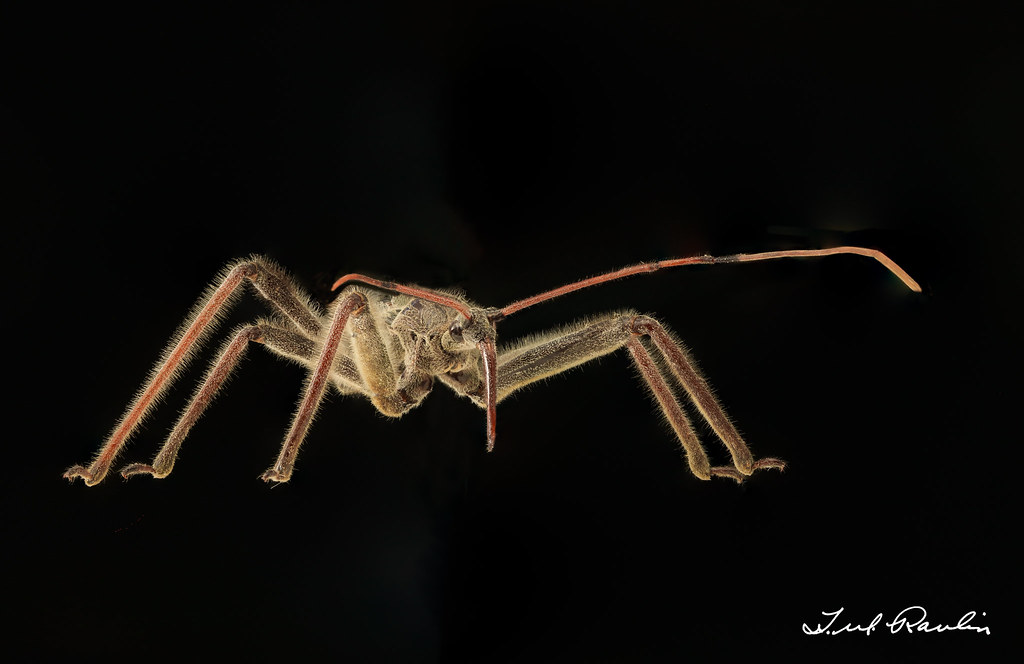 Wheel bug nymph, Arilus cristatus A great and ominous look… Flickr