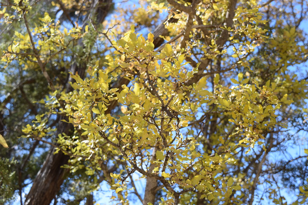 Prickly Ash Leaves Big Spring State Park Big Spring Texas Calvin