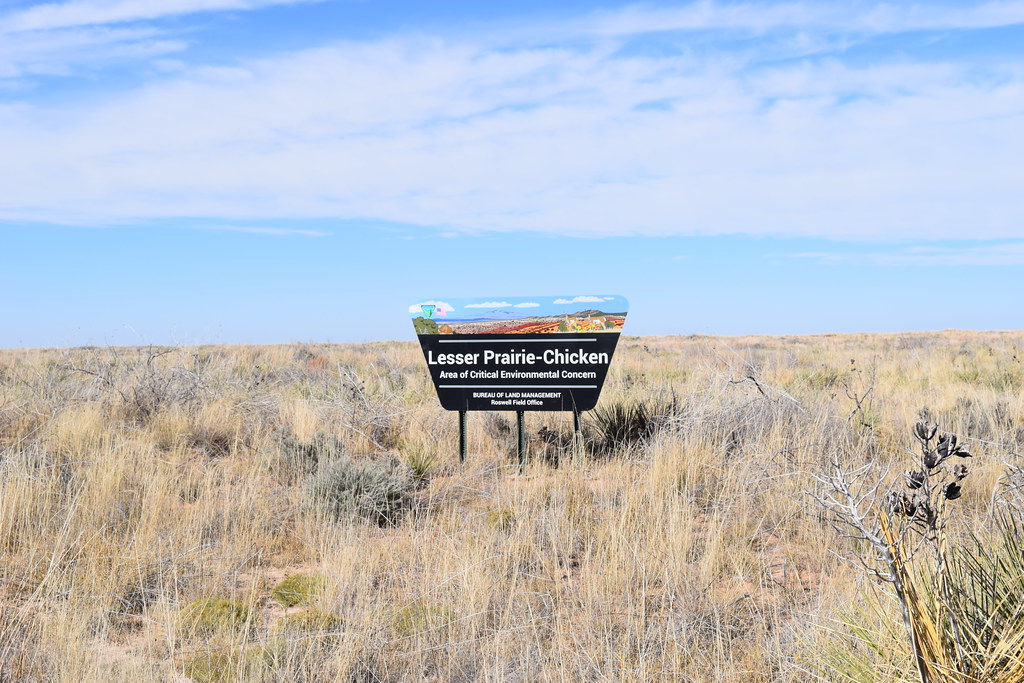 BLM Prairie Chicken Preserve East Central New Mexico Flickr