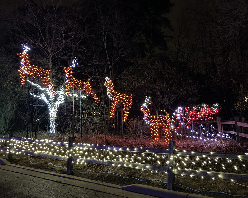 Wild Lights at the Zoo Flickr
