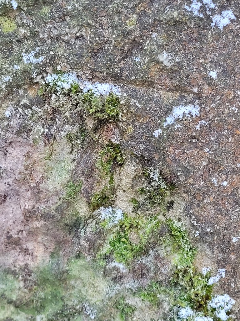 BM on Park Road, Haltwhistle Still a bit of frozen moss st… Flickr