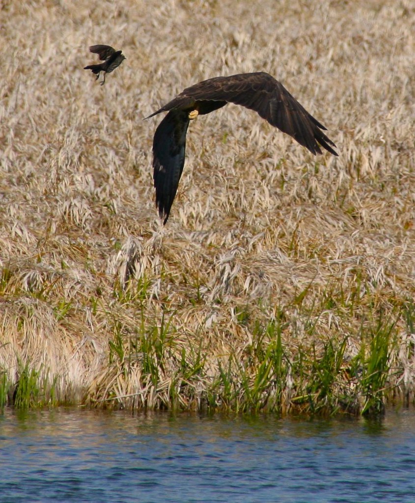 Little bird attacking hawk Lexi Byington Flickr