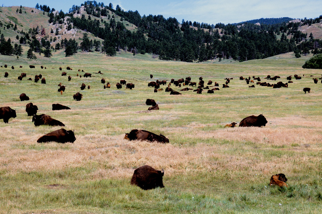 202207 Custer State Park Wildlife Flickr