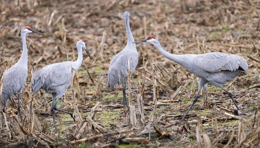 Sandhill Cranes 5 Seymour Indiana December 10 2022 Flickr