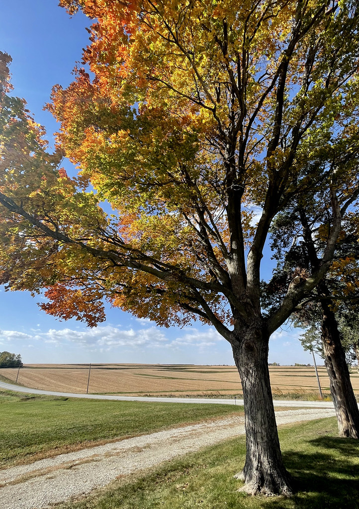 Autumn Tree Griswold, Iowa cowyeow Flickr