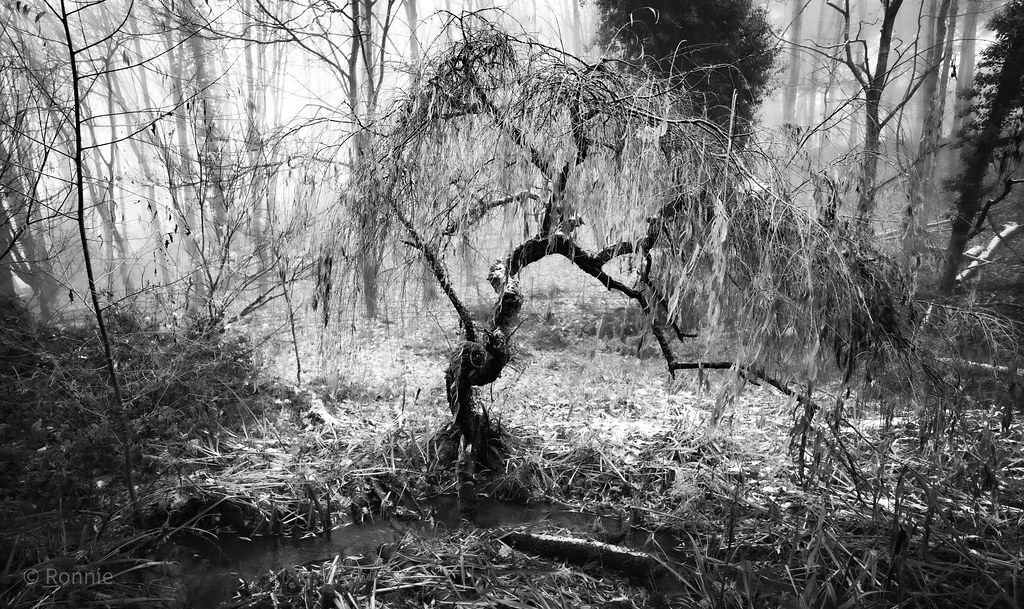 Deep Dark Woods ronphotos62 Flickr