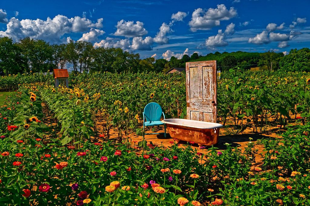 Maize Valley Sunflower Festival Flickr