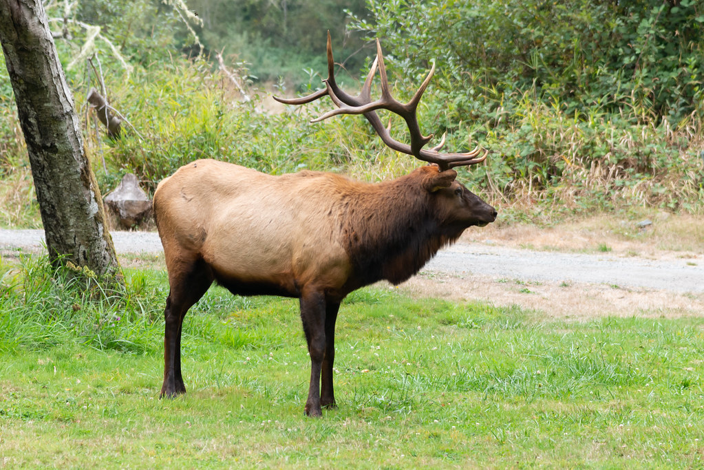 Bull Elk Northern California Lynn Gregg Flickr
