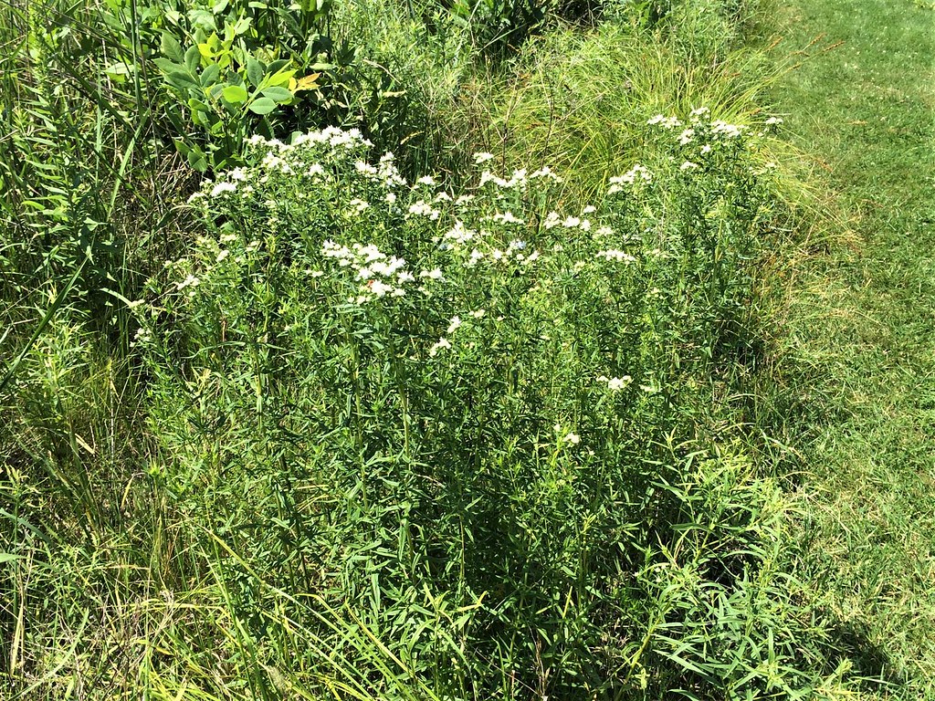 Virginia mountain mint (Pycnanthemum) Virginia mountain mi… Flickr