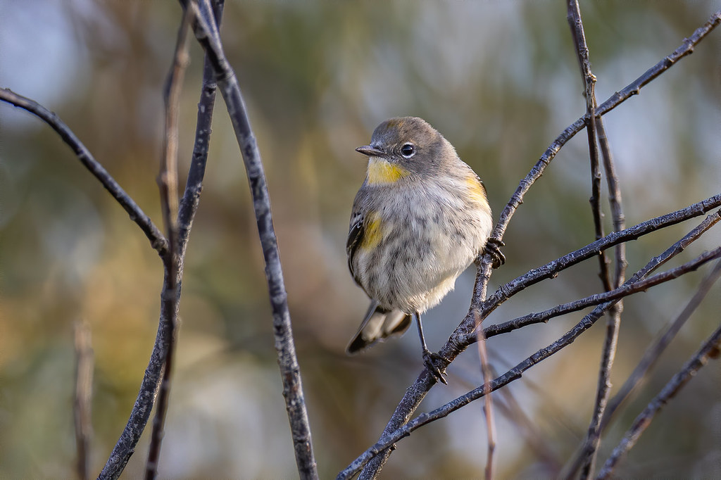 Yellowrumped Warbler (Audubon's) Chester Dam, Idaho Steve Jones Flickr