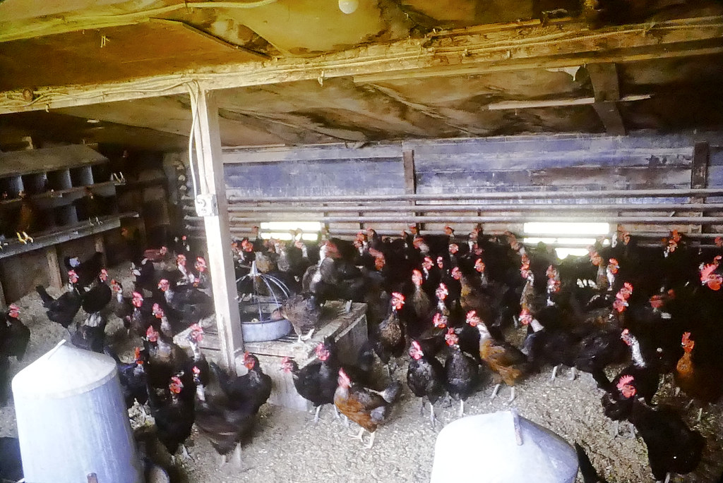 Inside Chicken Coop NY State Univ. Farmingdale, 1979. Norman Gates