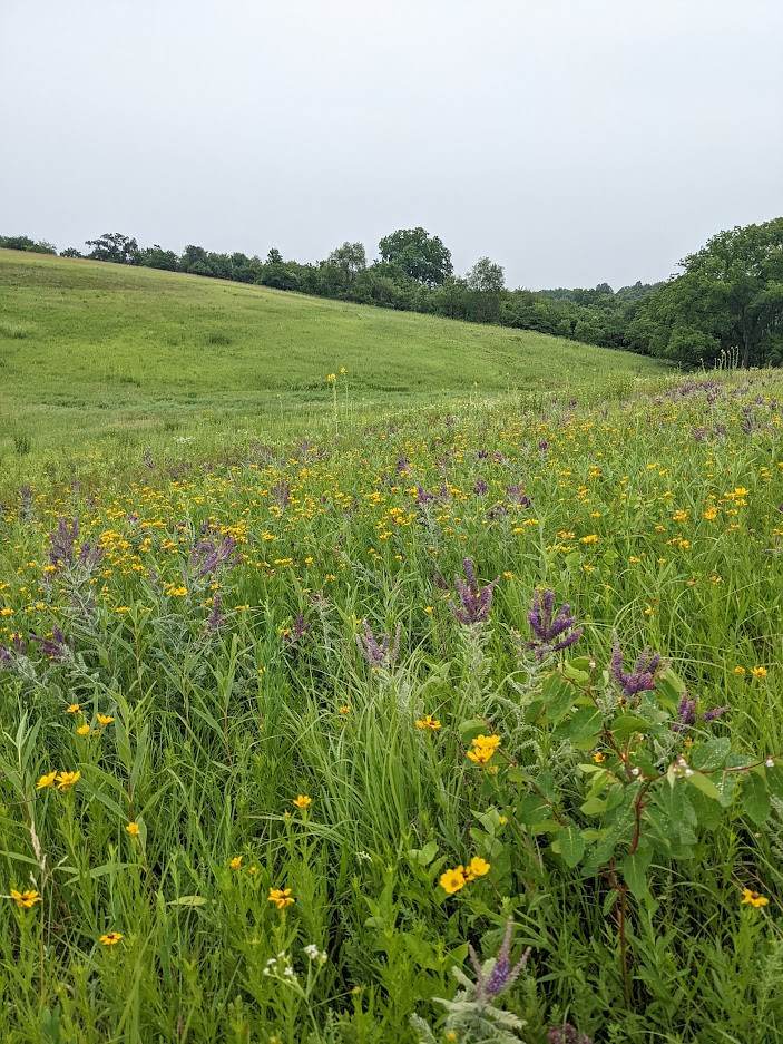 York Prairie State Natural Area Thanks to a 2021 distribut… Flickr