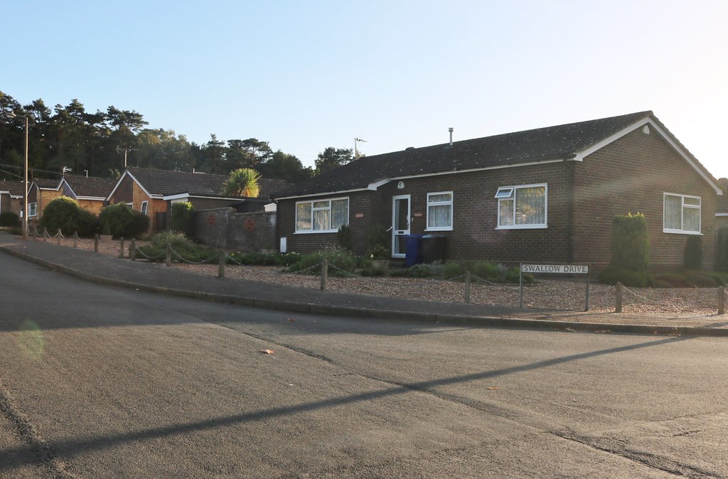 Swallow Dr David Howard Flickr