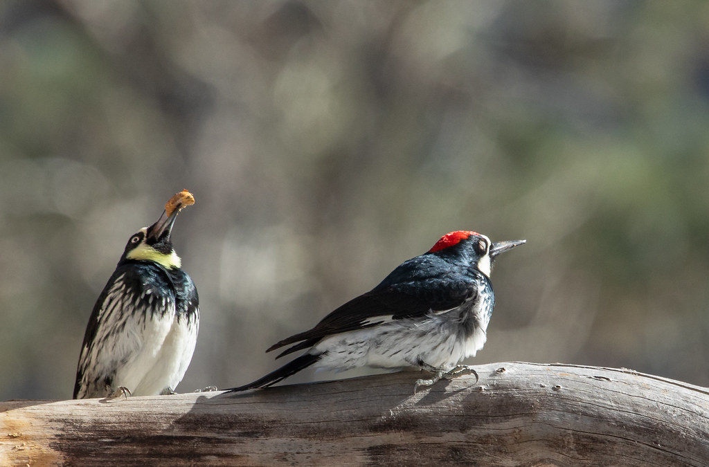 4S6A4132 Acorn Woodpeckers, Yosemite CA Douglas Begle Flickr