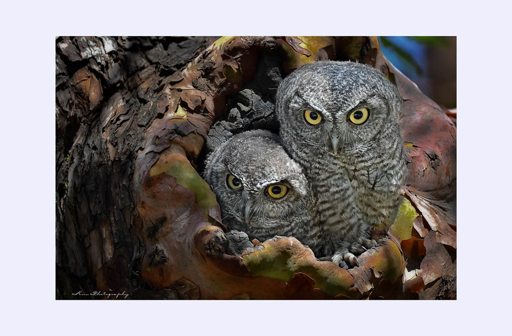 The identical twin owlets I returned in November but could… Flickr