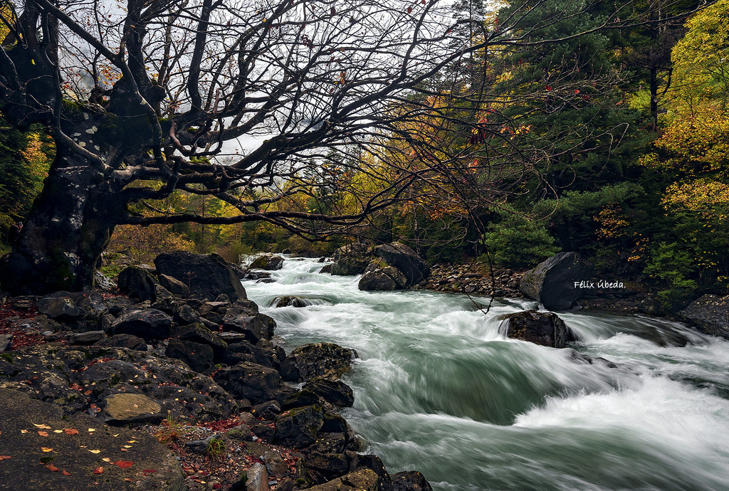 Sumérgete en el bosque VII Río Ara Bujaruelo // P.N. Ord… Flickr
