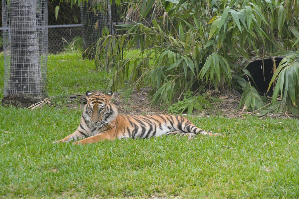 Miami, FL Zoo Miami Tiger Temple Sumatran Tiger Flickr