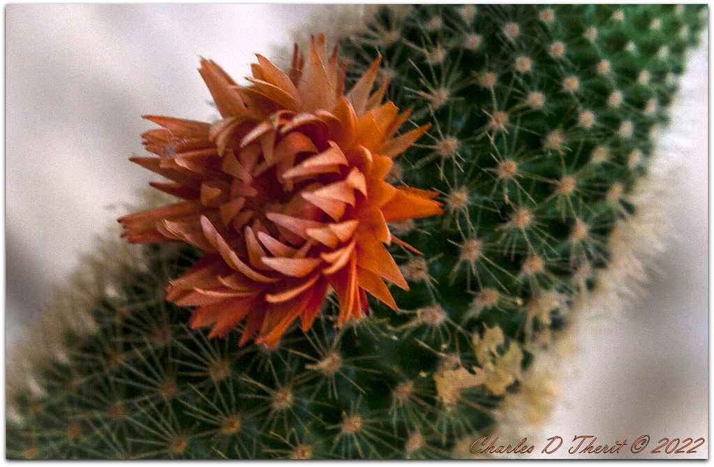 In Bloom Flowering barrel cactus Colorado Springs, CO ctofcsco Flickr
