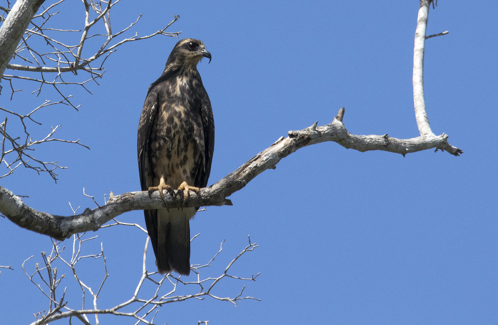 Juvenile snail kite, Pouso Alegre, Pantanal, Brazil Flickr