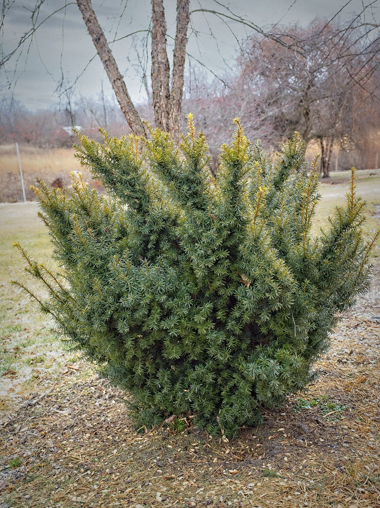 Taxus cuspidata 'Bright Gold' 22W50 Yew E1 Taxus cuspidat… Flickr