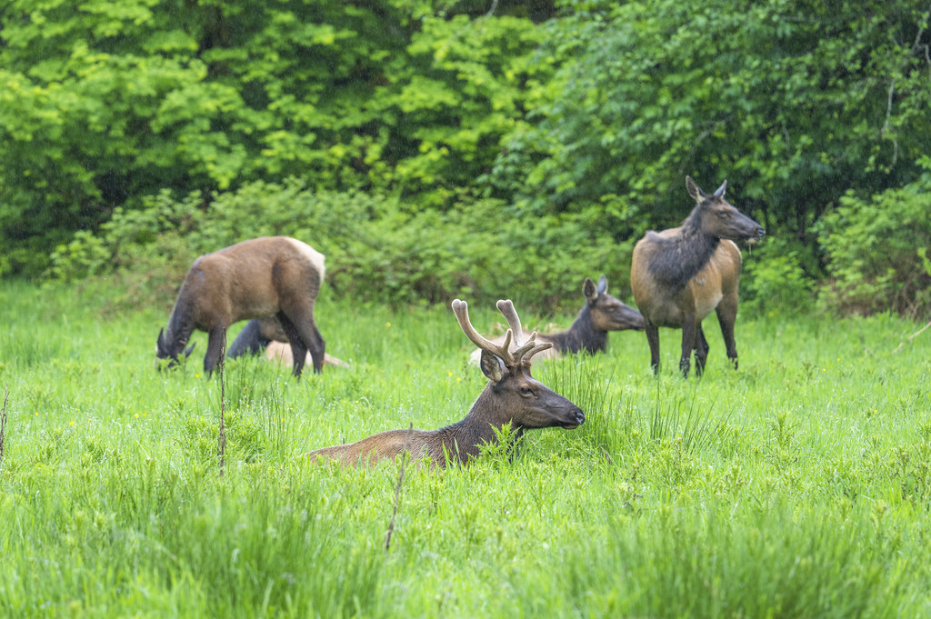 Roosevelt Elk Hoh Rainforest Meadow Olympic National Park … Flickr