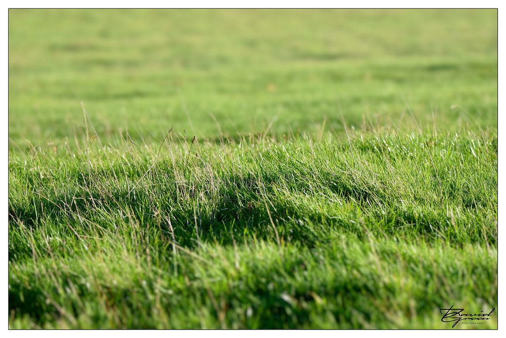 Grass Knebworth, Hertfordshire David Green Flickr
