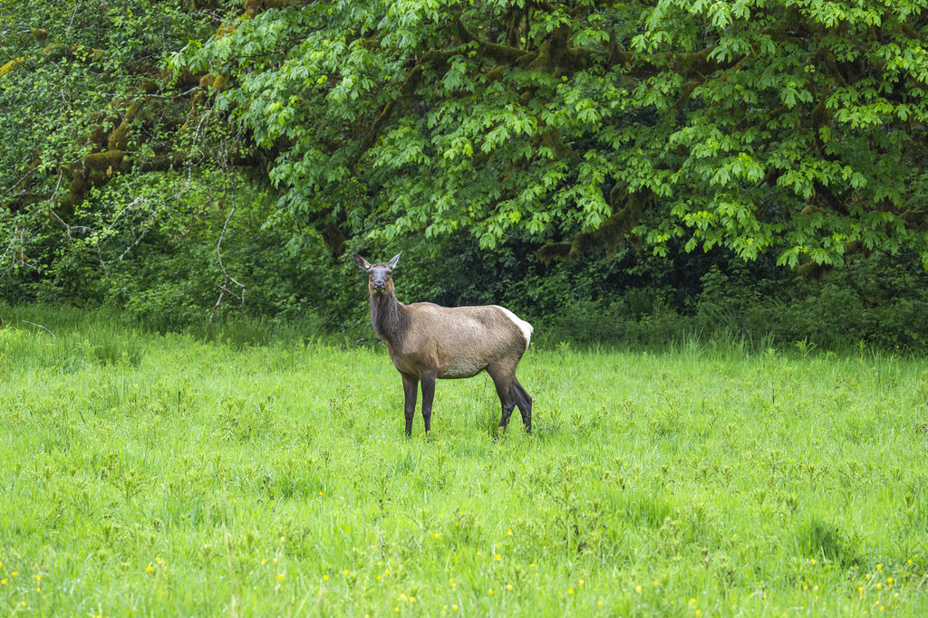 Roosevelt Elk Hoh Rainforest Meadow Olympic National Park Sony A1 ILCE