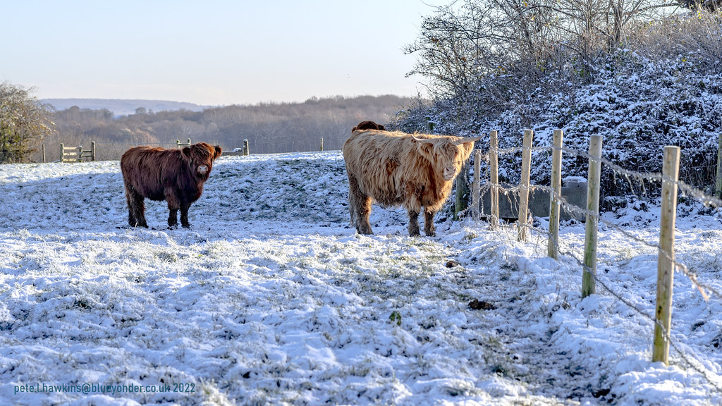 IMGP3076 Farm animals at Scholes village, Rotherham Flickr
