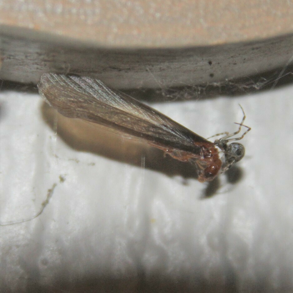 Pacific Dampwood Termite (Zootermopsis angusticollisa) Flickr