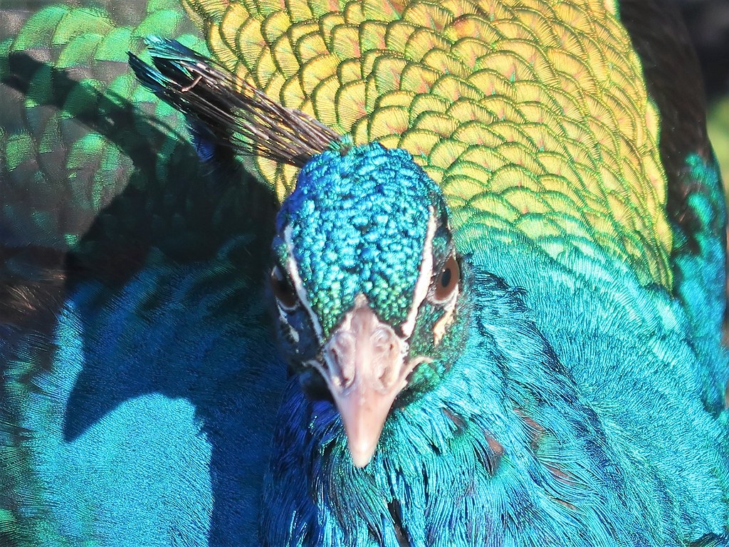 Peacock This peacock lives at Old Hall Farm at Woodton in … Flickr