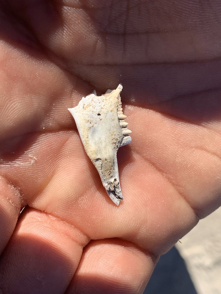 Pack rat jaw bone Tulle Springs Fossil Beds National Monum… Renee