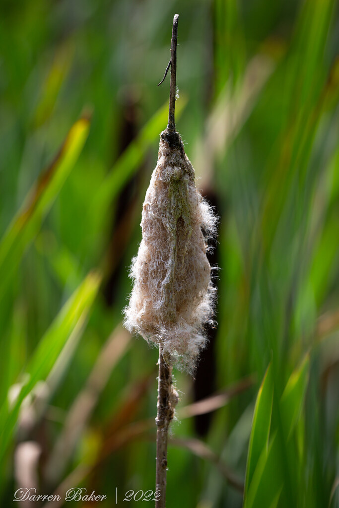 Reed Seed Darren Baker Flickr