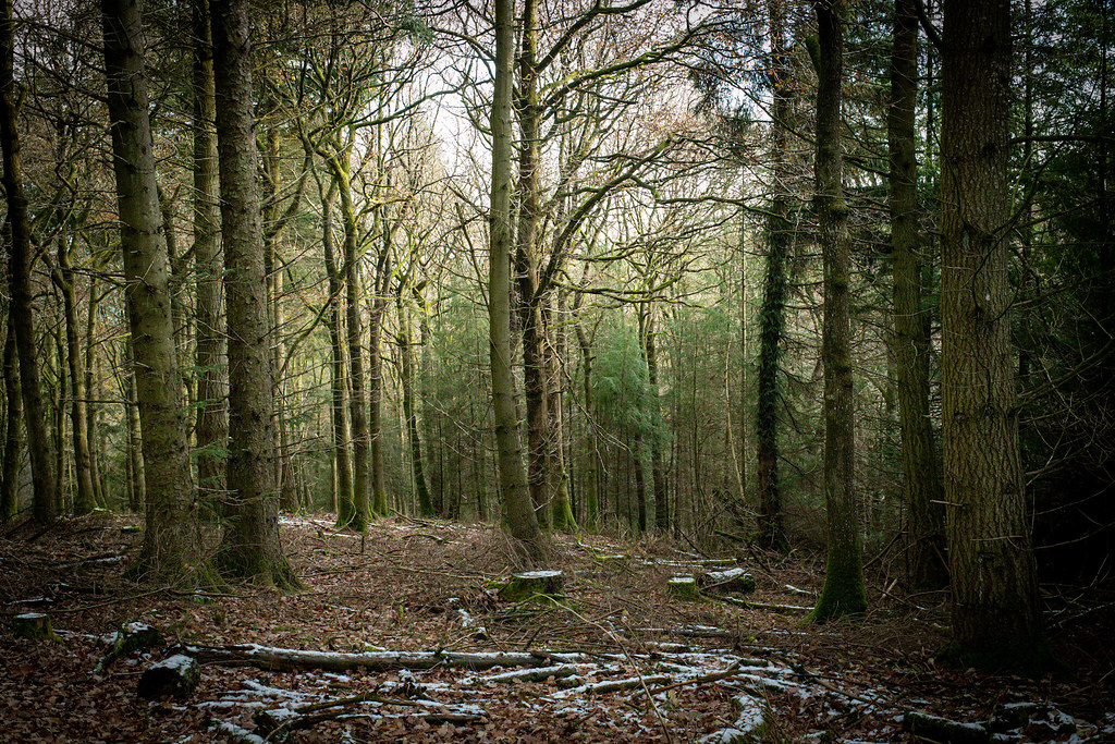 Great Wood, Somerset, UK 👍😊💚📷 Nigel J Mundy Flickr