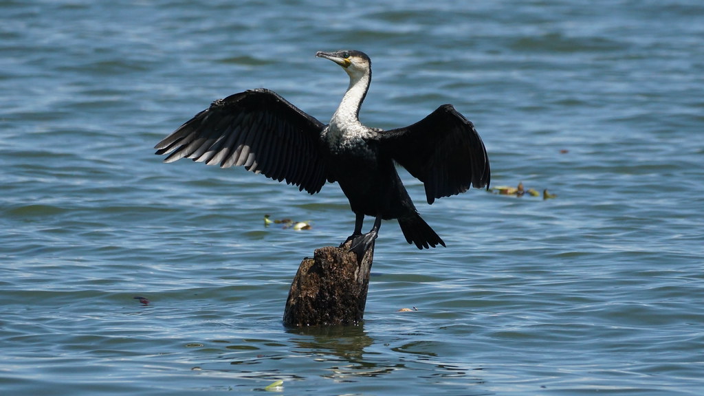 Cormorant basking in sunshine Lake Naivasha Kenya Flickr