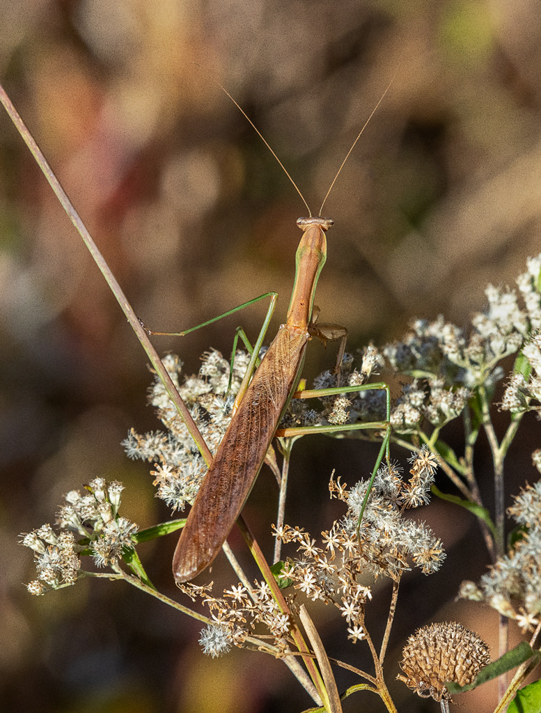 Praying mantis 1 Cascade Valley Metropark, Akron, OH Bill Flickr