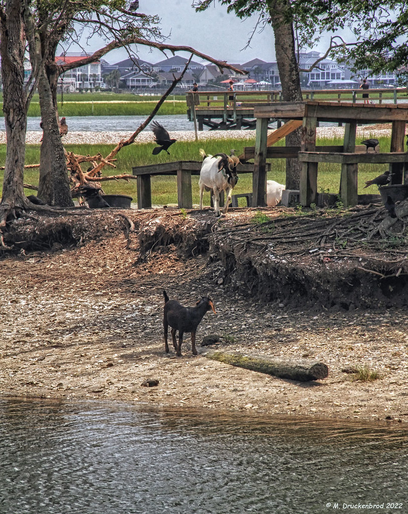 Goat Island, Murrells Inlet, South Carolina Goat Island is… Flickr