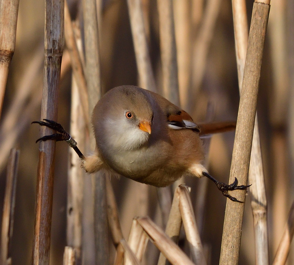 Bearded Tit Taken at the Tay Reed Beds. Lorne_K Flickr