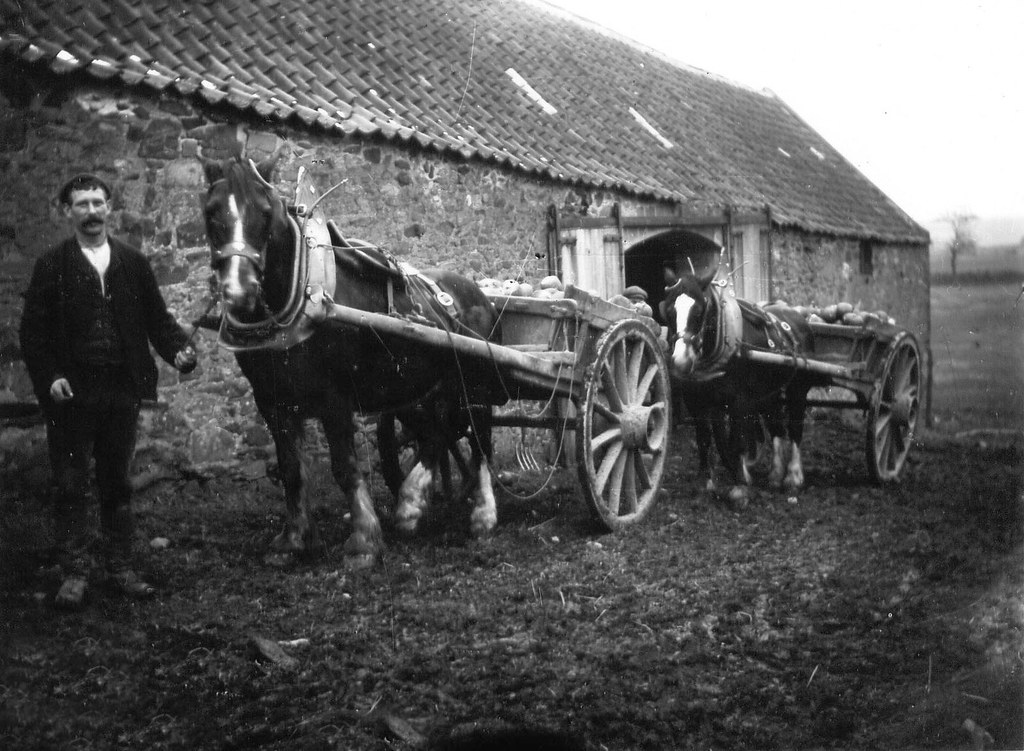 No.172 Two carts of turnips at Northfield Farm The John Wood