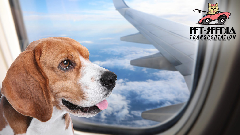 Pet Flight Nanny Moving across the country with a pet? Pet… Flickr