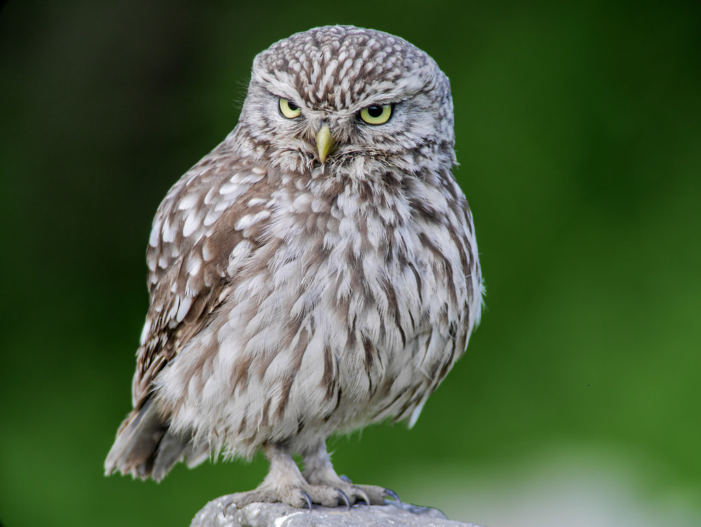 Litttle Owl...Yorkshire Revisiting new/old Yorkshire Littl… Flickr
