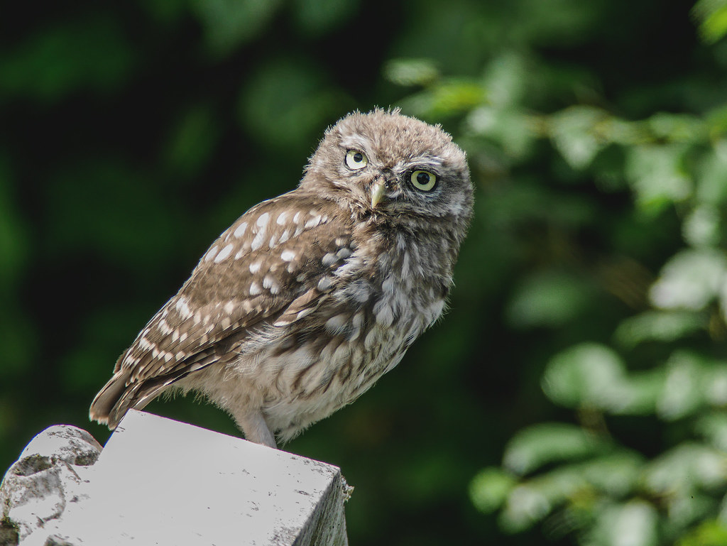 Litttle Owl...Yorkshire Revisiting new/old Yorkshire Littl… Flickr