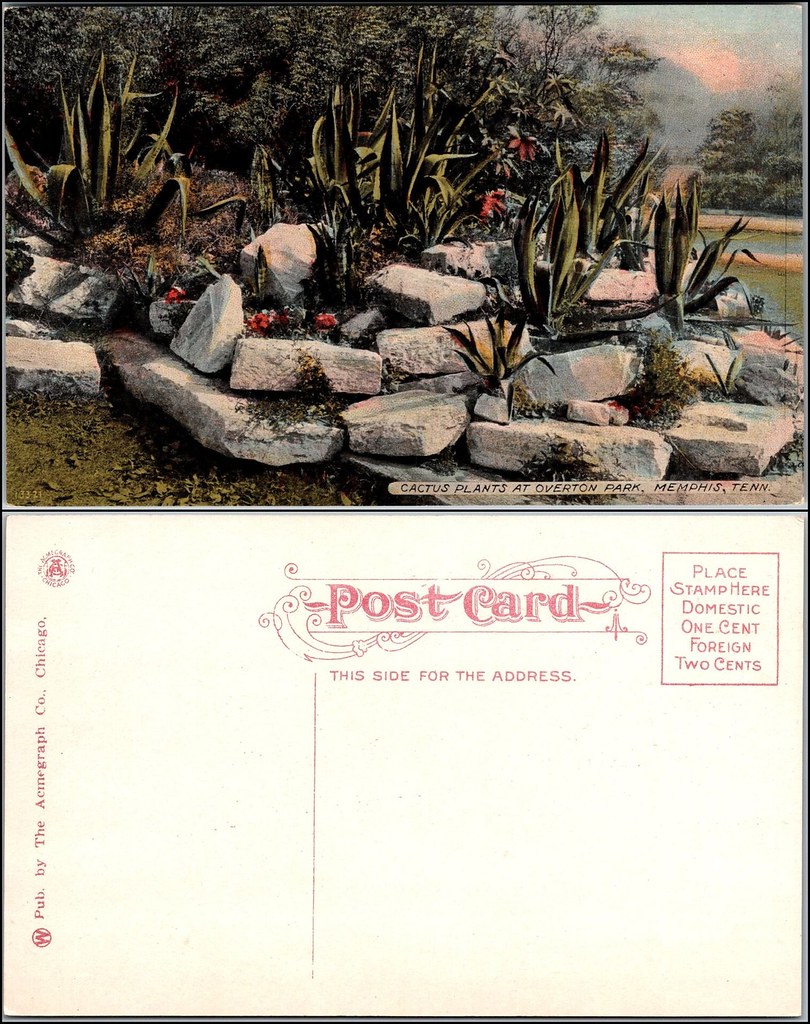 1920s postcard Cactus Plants at Overton Park, Memphis, T… Flickr