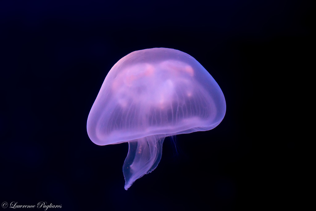 Moon jelly New York Aquarium, Brooklyn, New York Flickr