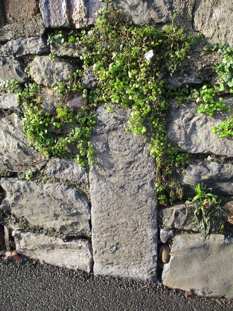 Chudleigh Knighton C stone SX 84558 77365 First noted by S… Flickr