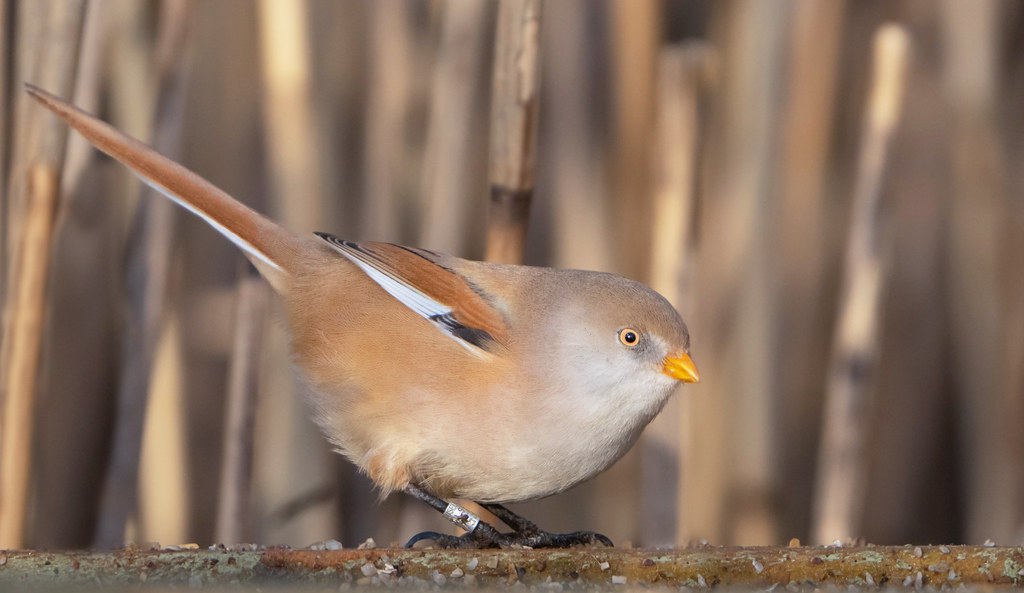 Bearded Tit (f.) Tay reed beds. Ian Cook Flickr