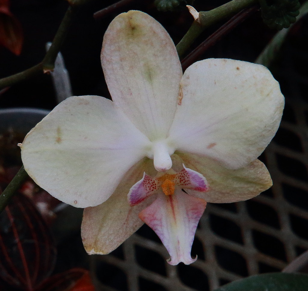 Orchid, Newfields Greenhouse Indianapolis, Indiana Flickr