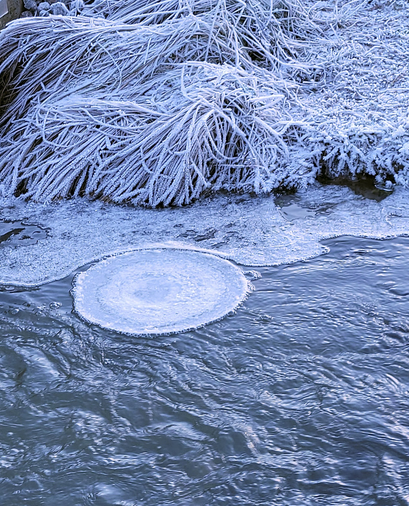 20221208_112655 "Icedisc" forming in a cold stream Sven Flickr