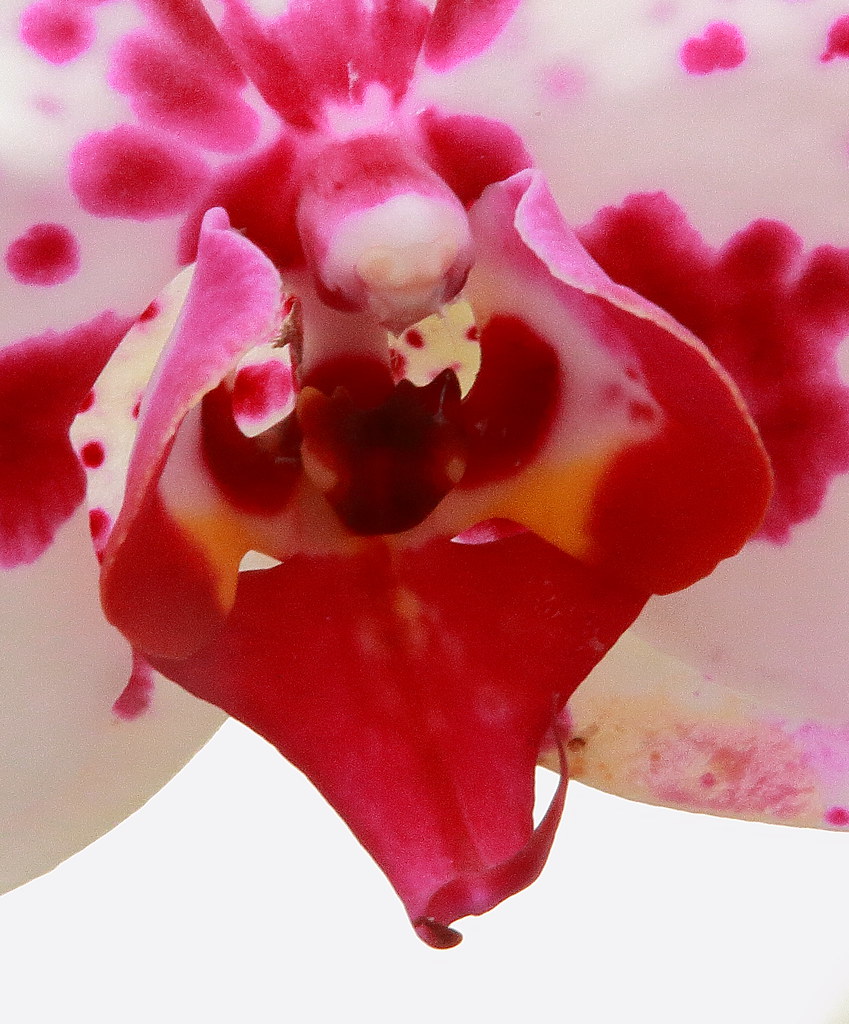 Orchid, Newfields Greenhouse Indianapolis, Indiana Flickr