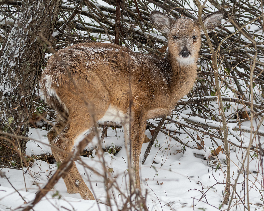Today's cold little deer Cold day in western PA Flickr